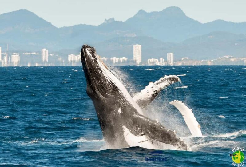 Gold Coast: Luxury Whale Watching Tour - Frequently Asked Questions