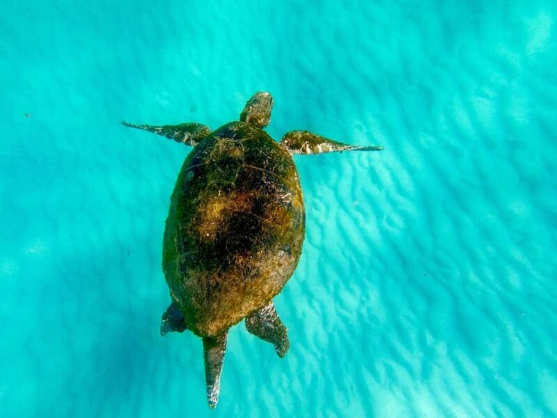 Gold Coast: Moreton Island Day Trip Kayak & Sandboarding - Key Points
