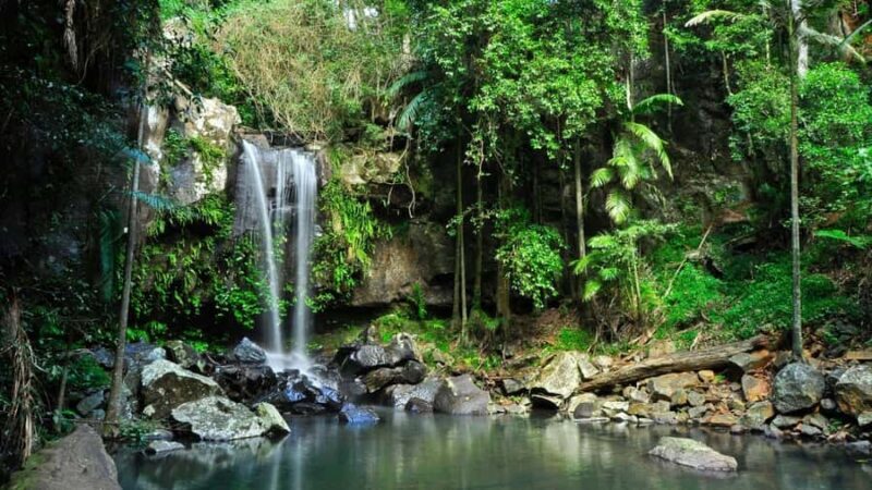 Gold Coast: Mount Tamborine Kangaroo and Koala Day Tour - Key Points