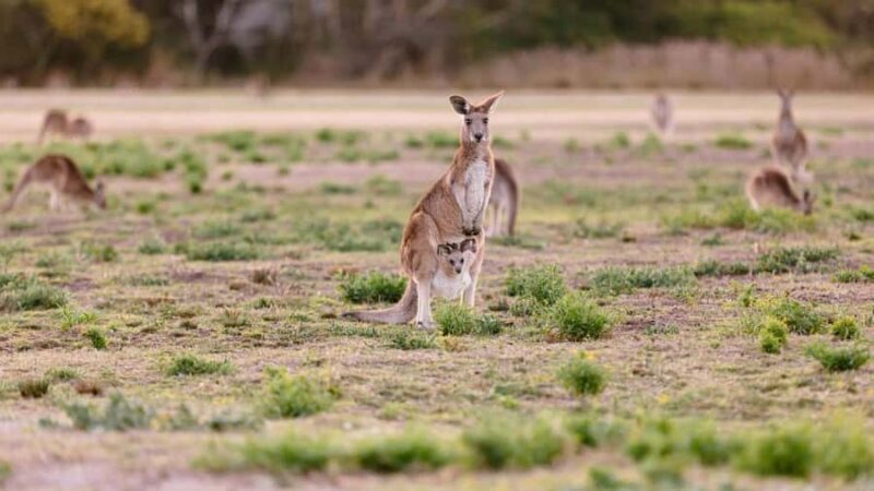 Gold Coast: Mount Tamborine Kangaroo and Koala Day Tour - Starting Point: Wildlife in the Wild