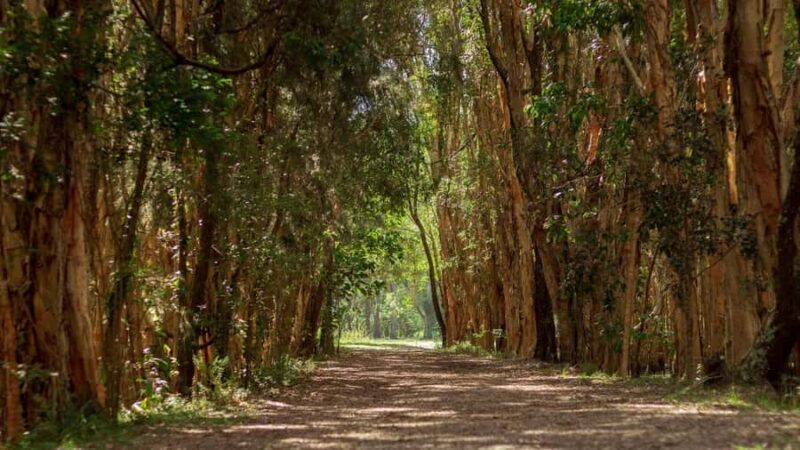 Gold Coast: Mount Tamborine Kangaroo and Koala Day Tour - Art and Crafts at Gallery Walk