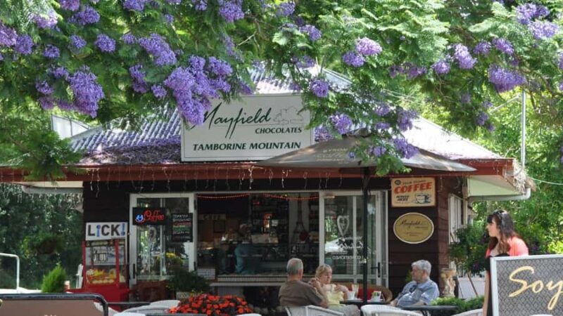 Gold Coast: Mount Tamborine Kangaroo and Koala Day Tour - Panoramic Views & Photo Opportunities