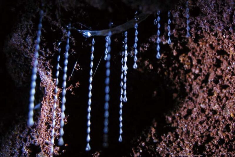 Gold Coast: Natural Bridge Glow Worm Night Tour - Key Points