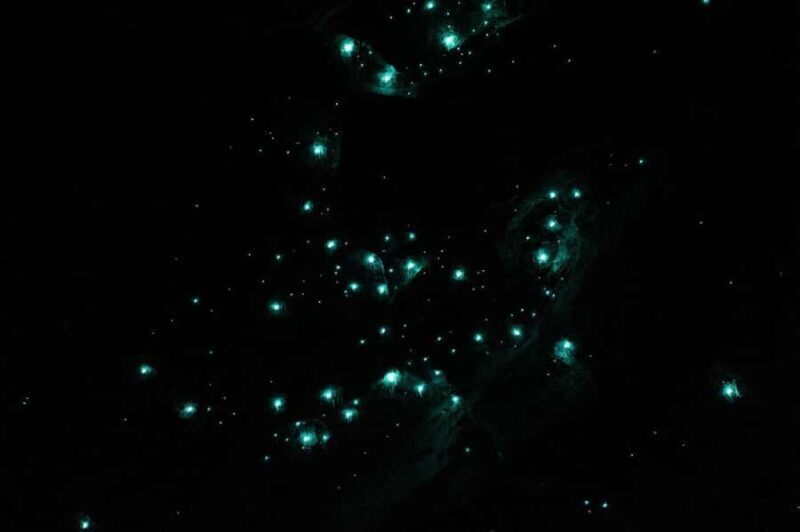 Gold Coast: Natural Bridge Glow Worm Night Tour - Who Will Love This Tour?