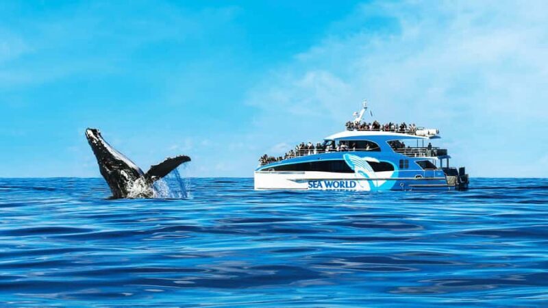 Gold Coast: Premium Whale Watching Cruise - Key Points