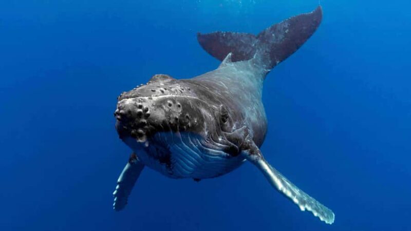 Gold Coast: Premium Whale Watching Cruise - An Introduction to the Experience