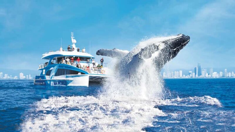 Gold Coast: Premium Whale Watching Cruise - The Itinerary in Detail