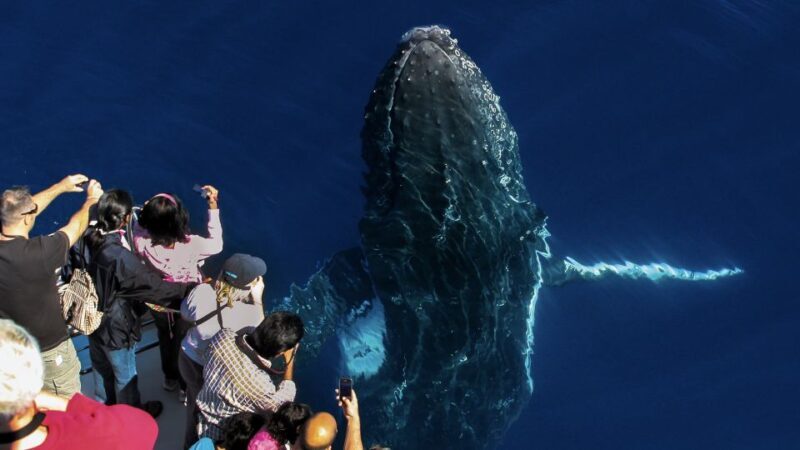 Gold Coast: Premium Whale Watching Cruise - Practical Details: What You Need to Know