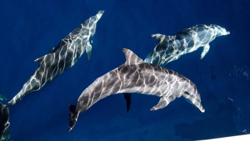 Gold Coast: Premium Whale Watching Cruise - Frequently Asked Questions