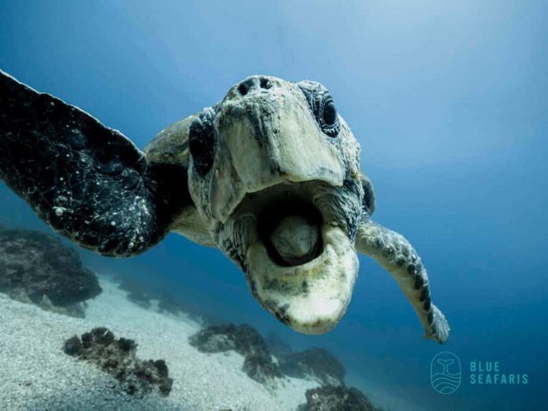 Gold Coast: Snorkel with Turtles - Key Points