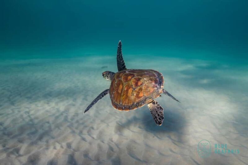 Gold Coast: Snorkel with Turtles - Exploring the Tour: A Closer Look