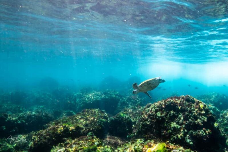 Gold Coast: Snorkeling with Turtles Half-Day Tour - Key Points