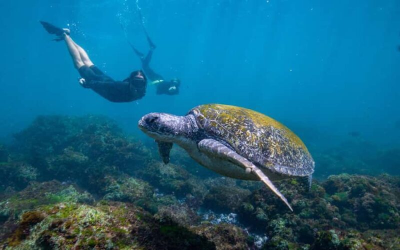 Gold Coast: Snorkeling with Turtles Half-Day Tour - A Complete Look at the Tour