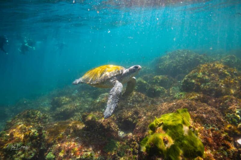 Gold Coast: Snorkeling with Turtles Half-Day Tour - What Real Travelers Say