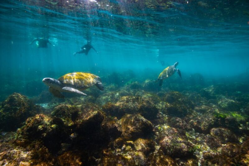 Gold Coast: Snorkeling with Turtles Half-Day Tour - Final Thoughts: Who Should Book This Tour?