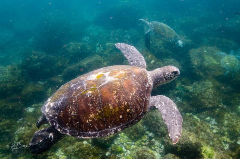 Gold Coast: Snorkeling with Turtles Half-Day Tour - Frequently Asked Questions