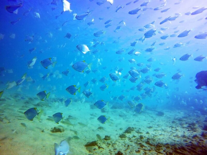 Gold Coast: Snorkelling in Wave Break Island - Who Will Love This Tour?