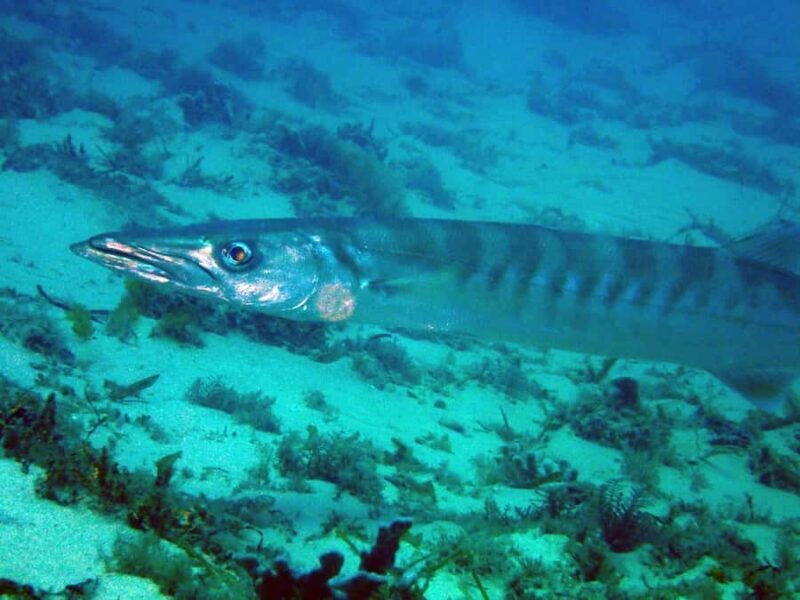 Gold Coast: Snorkelling in Wave Break Island - Final Thoughts
