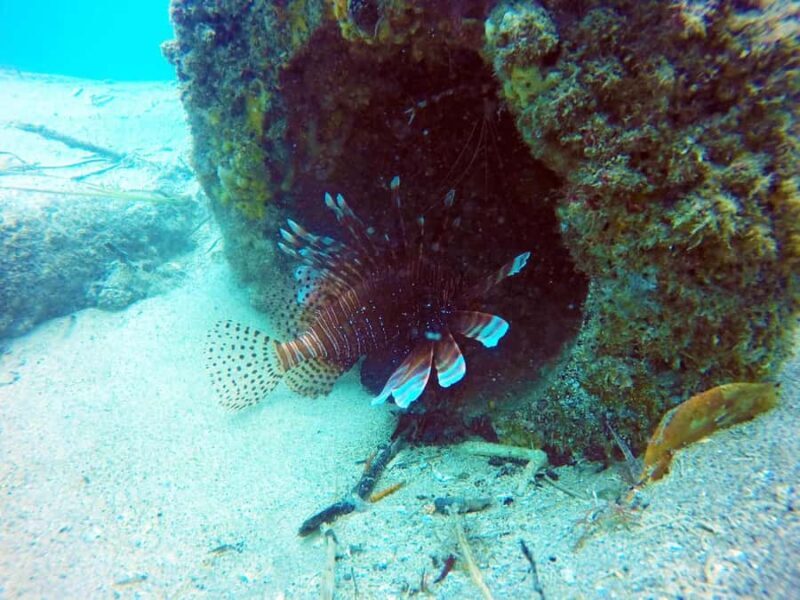 Gold Coast: Snorkelling in Wave Break Island - FAQ