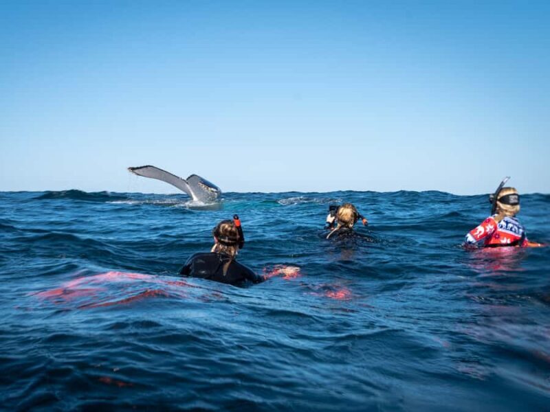 Gold Coast: Swim with Whales - Key Points