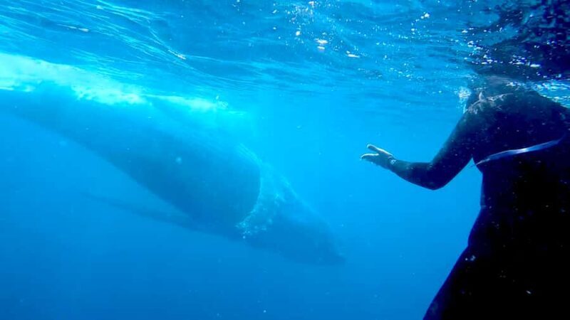 Gold Coast: Swim with Whales - An Overview of the Experience