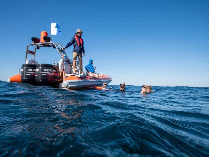 Gold Coast: Swim with Whales - Why This Tour Stands Out