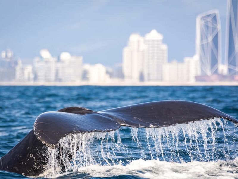 Gold Coast: Swim with Whales - Practical Details and What to Expect
