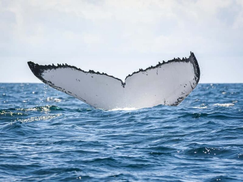 Gold Coast: Swim with Whales - Who Will Enjoy This Experience?