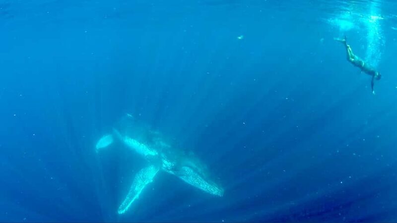Gold Coast: Swim with Whales - Final Words