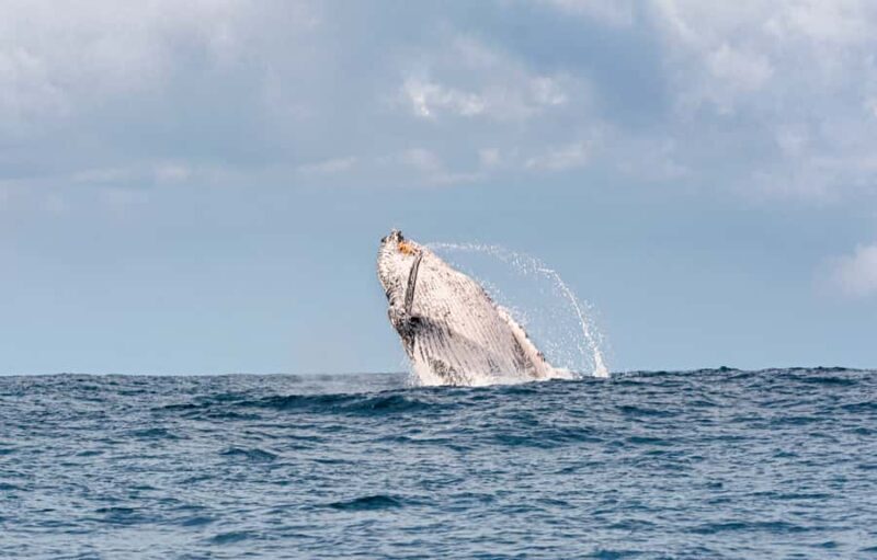 Gold Coast: Swim with Whales - Frequently Asked Questions