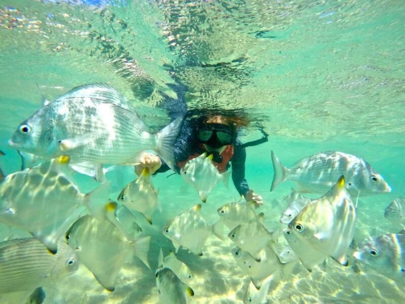Gold Coast: Wave Break Island Kayaking & Snorkeling tour - Key Points