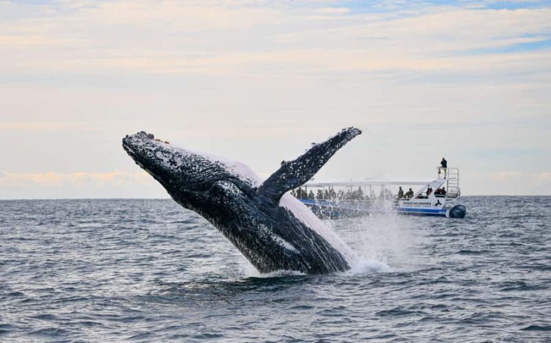 Gold Coast Whale Experience - An Up-Close Look at the Gold Coast Whale Experience