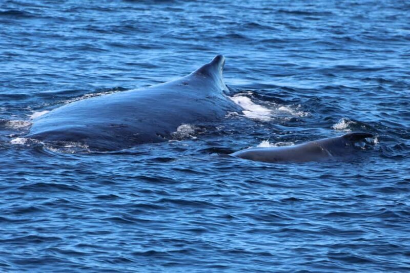 Gold Coast Whale Experience - Practical Tips for Travelers