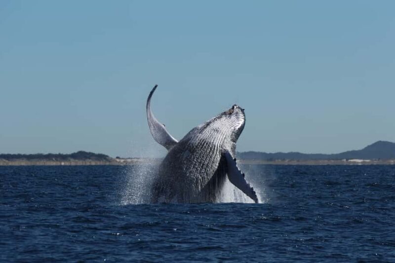 Gold Coast Whale Experience - The Experience that Keeps on Giving