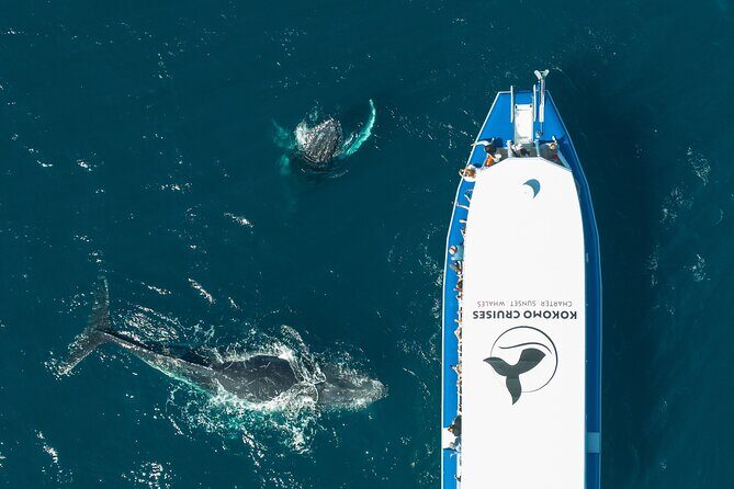 Gold Coast Whale Watching Cruise - An In-Depth Look at the Gold Coast Whale Watching Experience