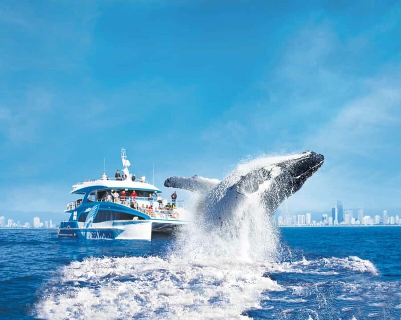 Gold Coast: Whale Watching Cruise & Sea World Entry - A Deep Dive into the Gold Coast Experience