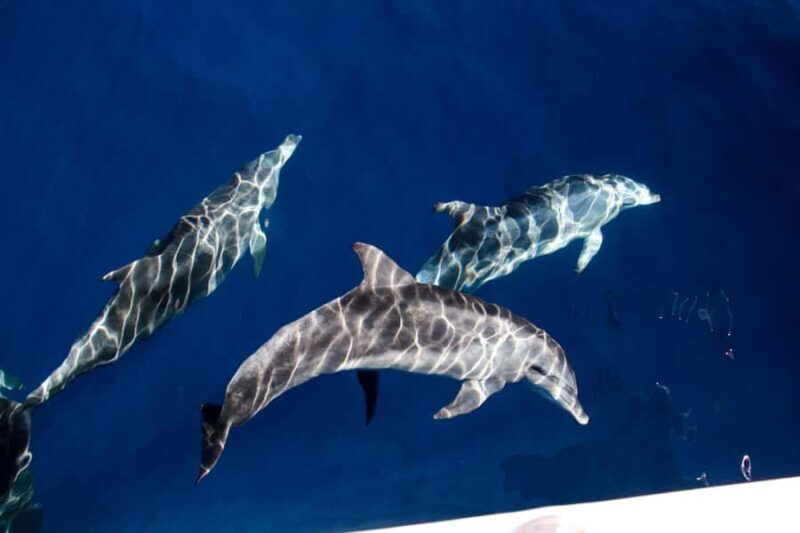 Gold Coast: Whale Watching Cruise & Sea World Entry - Frequently Asked Questions