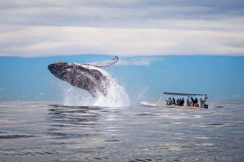 Gold Coast: Whale Watching - The Experience: What To Expect from Start to Finish