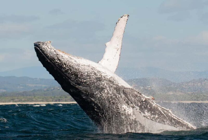Gold Coast: Whale Watching - Pricing and Value