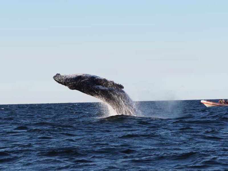 Gold Coast: Whale Watching - Who Will Love This Tour?