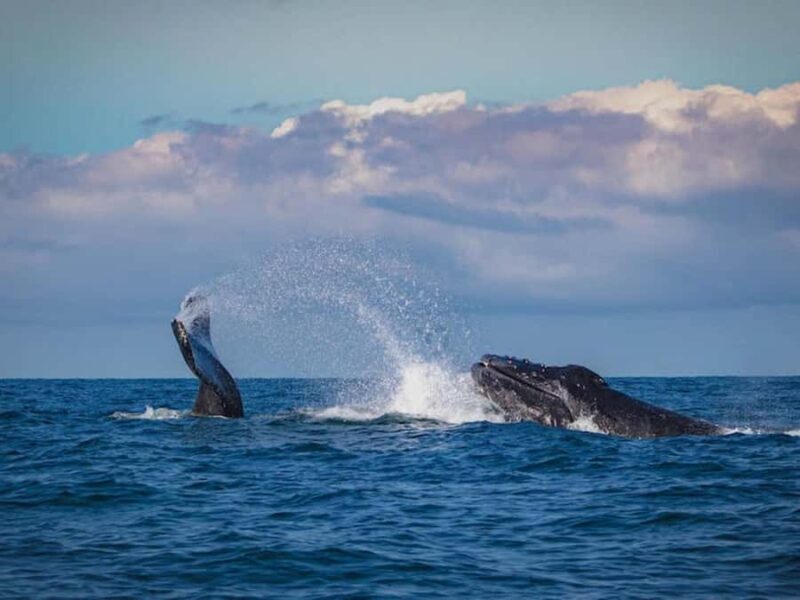 Gold Coast: Whale Watching - Final Thoughts