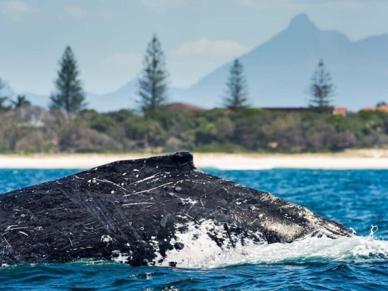 Gold Coast: Whale Watching - FAQs