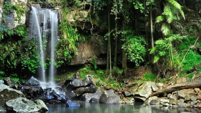 Gold Coast: Wine, Distillery & Rainforest Day Tour - A Deep Dive into the Experience