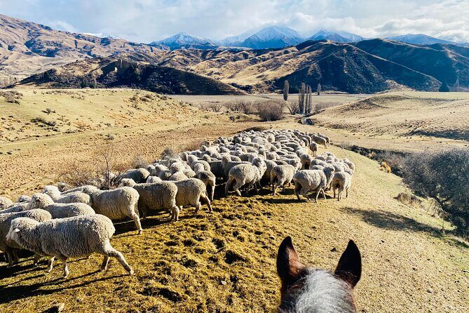 Gold Discovery Trail Horse Trek Cardrona - Most popular! - The Sum Up: Who Will Love This Experience?