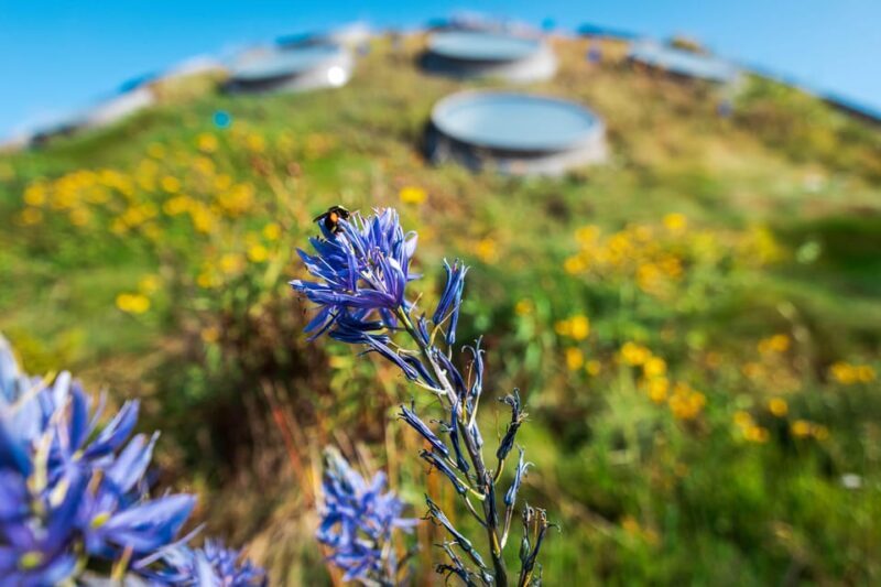Golden Gate Park Tour With California Academy of Sciences - What the Tour Includes and How It’s Structured