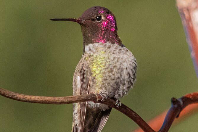 Golden Gate Park Wildlife Walking Tour - Exploring the Details of the Golden Gate Park Wildlife Tour