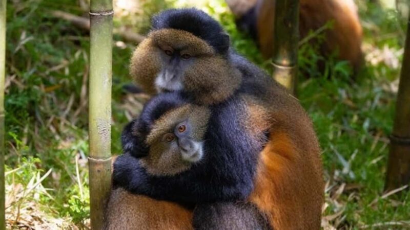 Golden Monkey Trekking with lunch - Introducing the Golden Monkey Trekking Experience