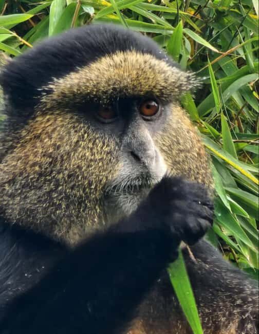 Golden Monkey Trekking with lunch - Why Choose This Tour?