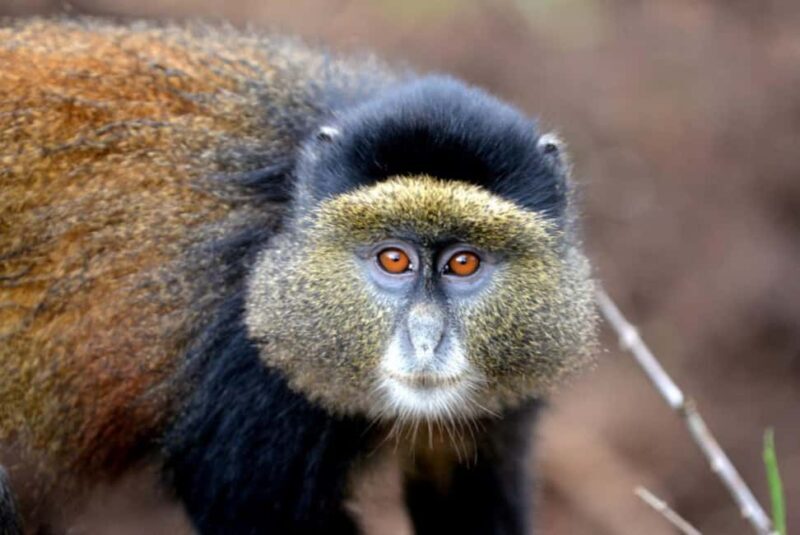 Golden Monkey Trekking with lunch - FAQ About the Golden Monkey Trekking Tour