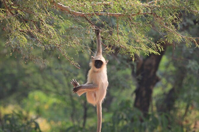 Golden Triangle & Ranthambore: 4-Day Private Tour from Delhi - Final Thoughts